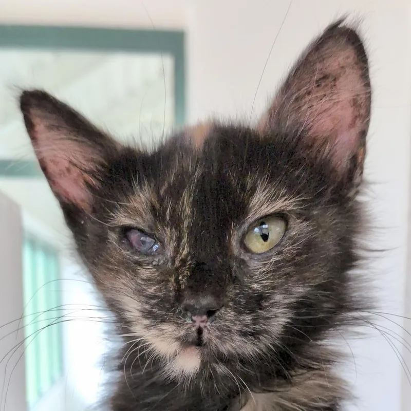 A baby small-sized female Black Domestic Short Hair cat named Binx for adoption in Reno, NV