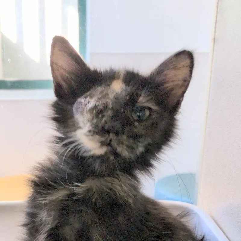 Binx thumbnail 2