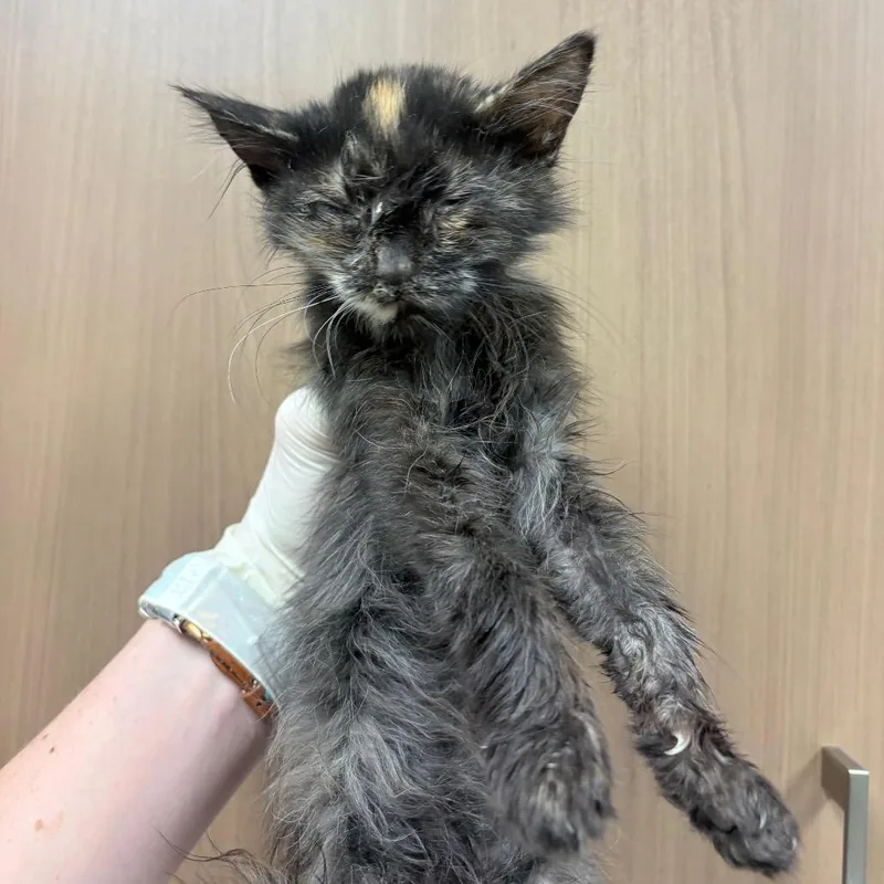 Binx thumbnail 3
