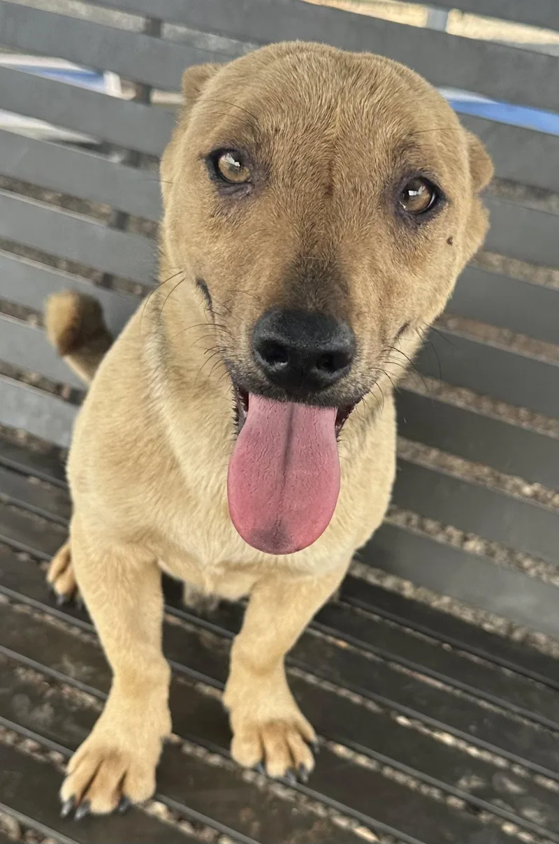 An adult small-sized male Corgi dog named Owen for adoption in Pipe Creek, TX
