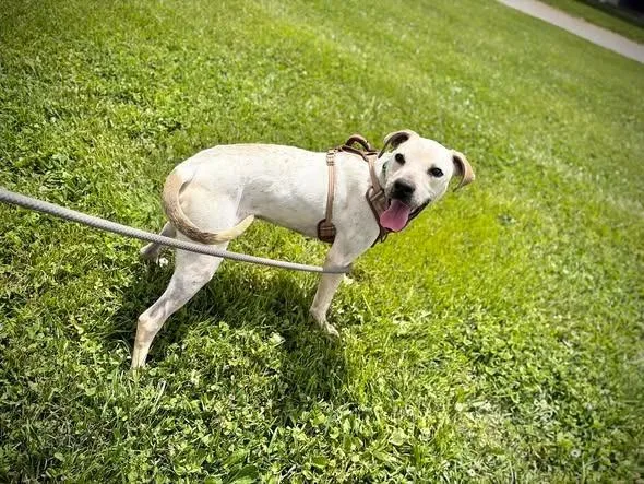 A young large-sized male Mixed Breed dog named Subwoofer for adoption in Greensburg, IN