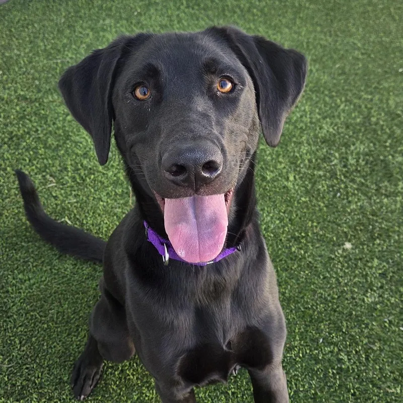 A young medium-sized male Black Retriever dog named Simba for adoption in Bradenton, FL