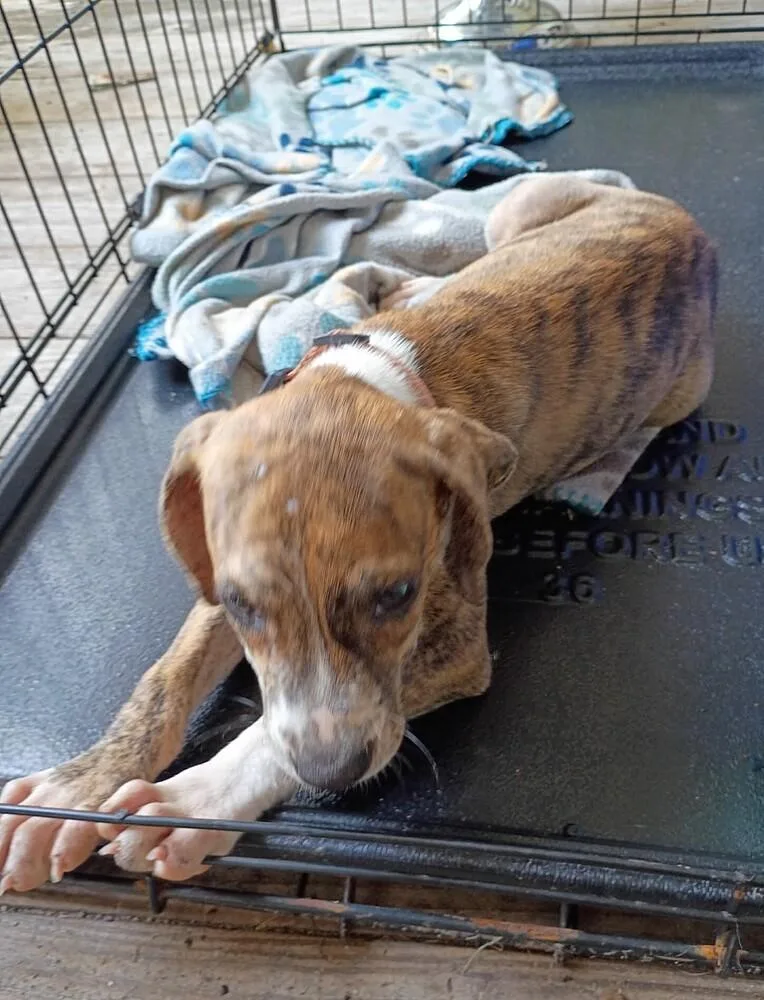 A baby medium-sized female Plott Hound dog named Baby Piper for adoption in Washington, DC
