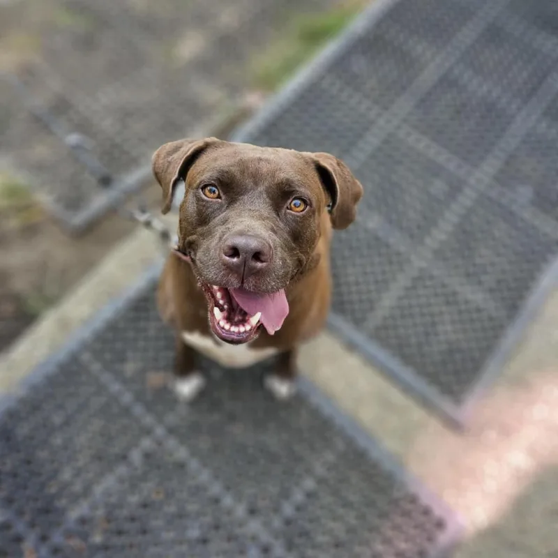 An adult large-sized male Brown / Chocolate Chocolate Labrador Retriever dog named Verona for adoption in Flintstone, MD