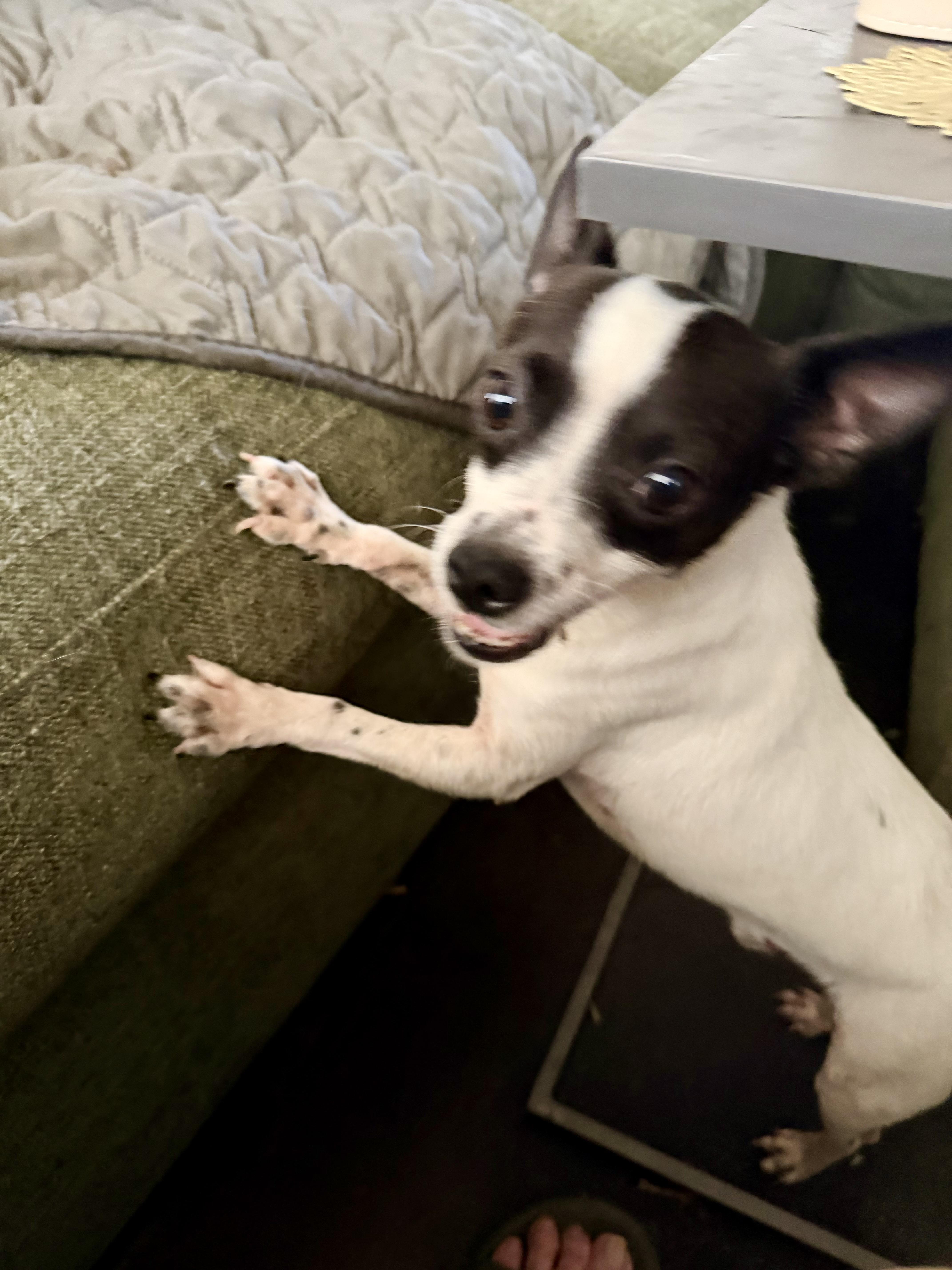 A young small-sized male Chihuahua dog named Bandito for adoption in Fort Collins, CO