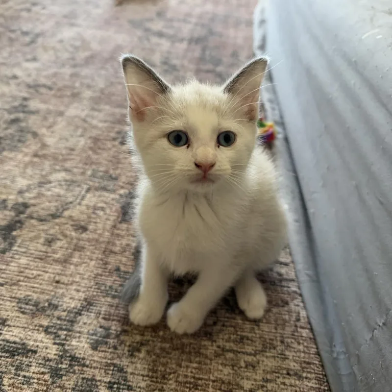A baby medium-sized male Siamese cat named Chef White for adoption in Chattanooga, TN