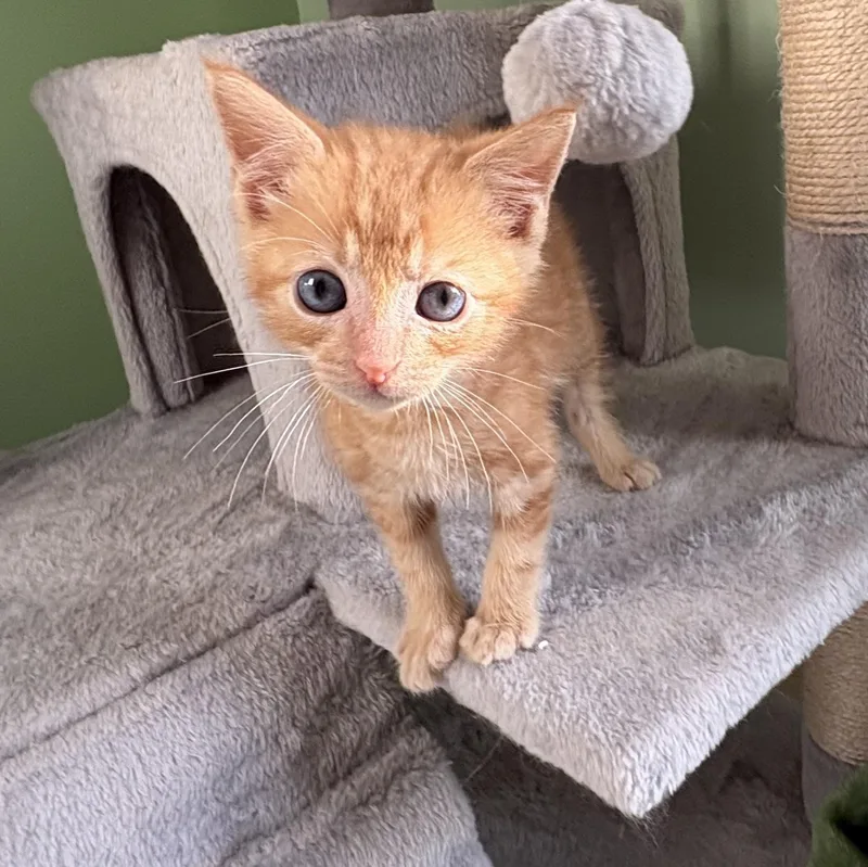 A baby medium-sized male Orange & White Domestic Short Hair cat named Sailor for adoption in Lemoyne, PA
