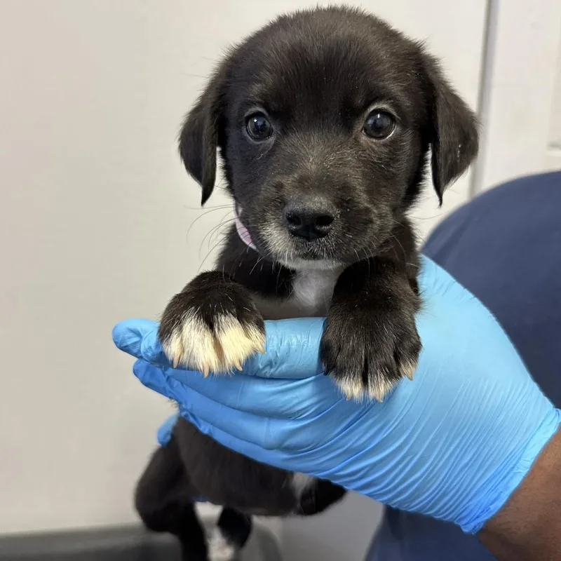 A baby small-sized female Black Pointer dog named Roo for adoption in Hattiesburg, MS