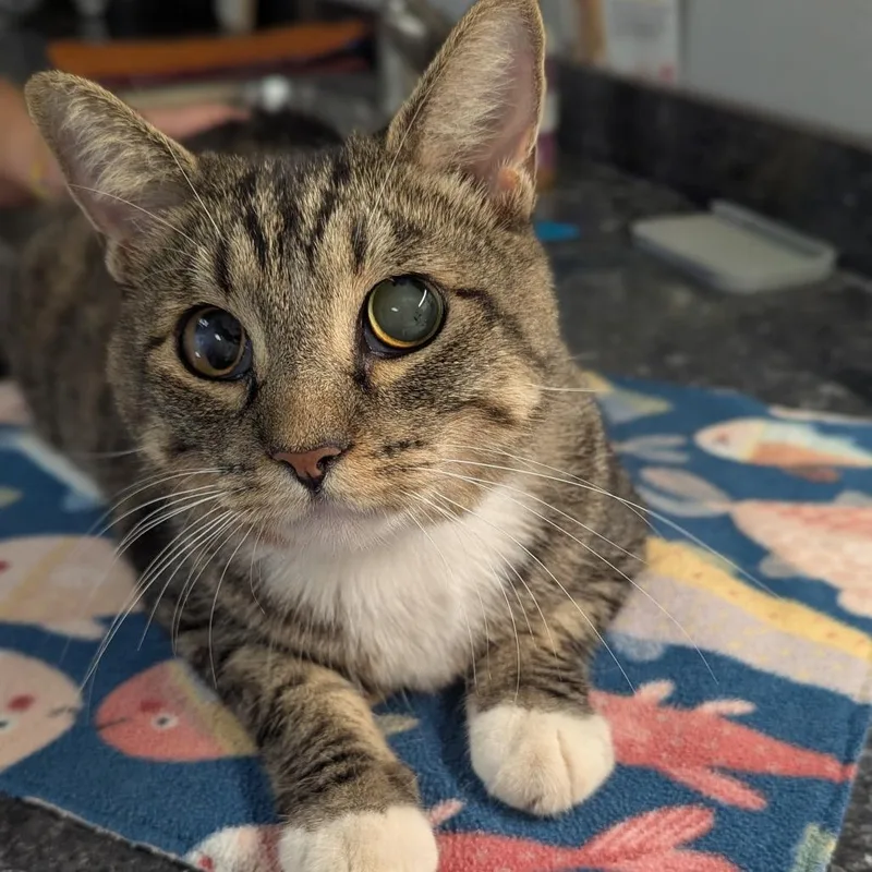 Miss Nancy