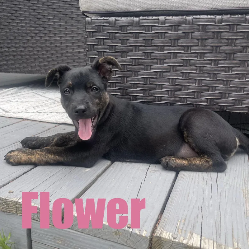 Flower