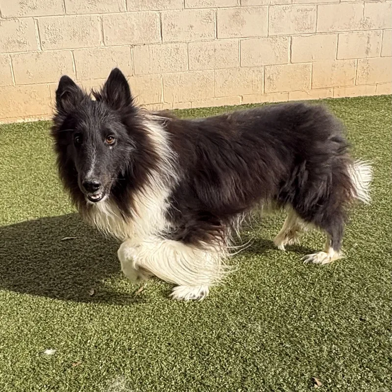 A young small-sized male Black Shetland Sheepdog / Sheltie dog named Trevor for adoption in Rock Hill, SC