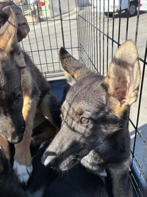 A baby small-sized male German Shepherd Dog dog named Chimera for adoption in Norco, CA