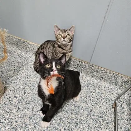 A baby medium-sized male Domestic Short Hair cat named Ciabatta for adoption in Verona, WI
