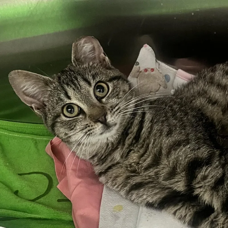 Felicity thumbnail 2