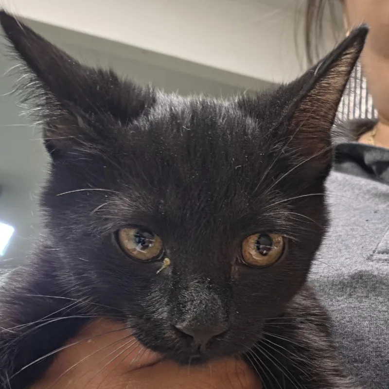 A baby small-sized female Black Domestic Short Hair cat named Lucy for adoption in Leander, TX