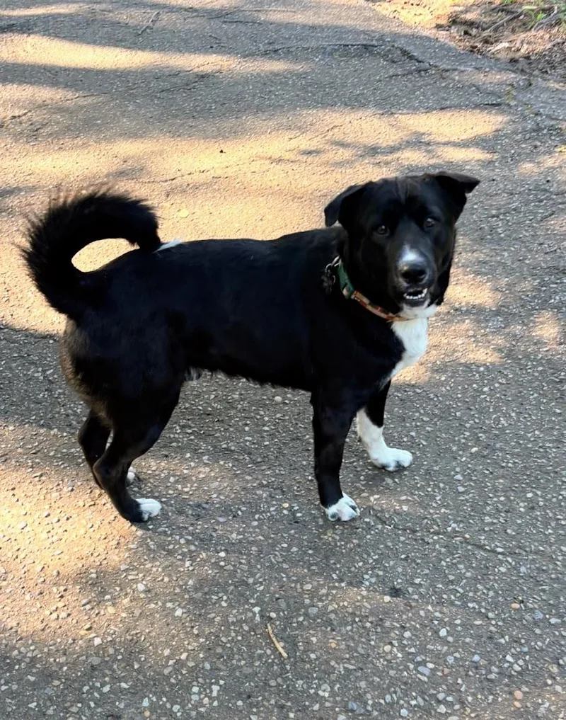 An adult medium-sized male Border Collie dog named Buster for adoption in Fosters, AL