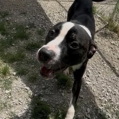 An adult medium-sized male Brindle Boxer dog named Brody for adoption in Hollister, MO