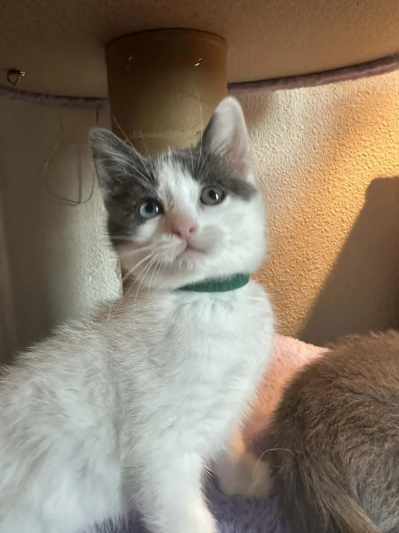 A baby medium-sized female Domestic Short Hair cat named Macaroni for adoption in Lincoln, CA