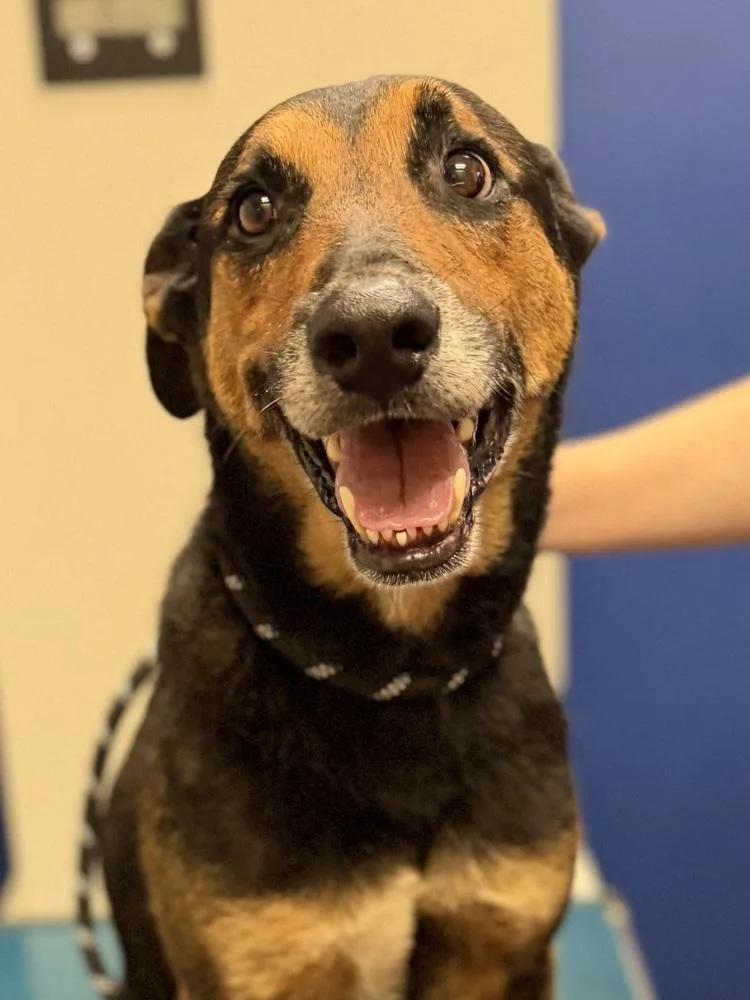 A senior medium-sized male Brown / Chocolate Shepherd dog named Dalton for adoption in Richardson, TX