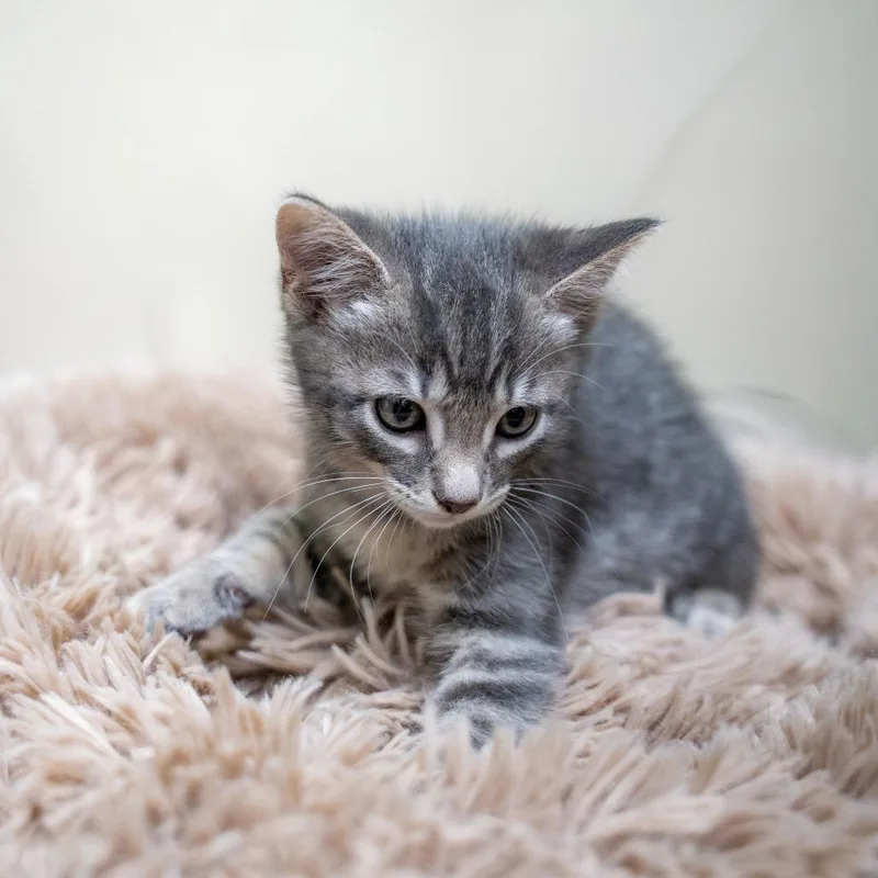 A baby small-sized male Domestic Short Hair cat named Pryce for adoption in Gainesville, GA