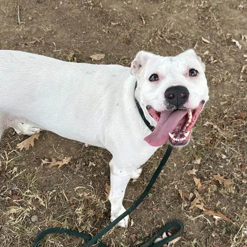 An adult medium-sized female White / Cream Mixed Breed dog named Brenda for adoption in Chattanooga, TN