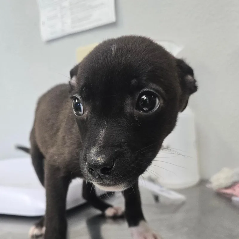 A baby small-sized female Black Terrier dog named Nebula for adoption in San Jacinto, CA