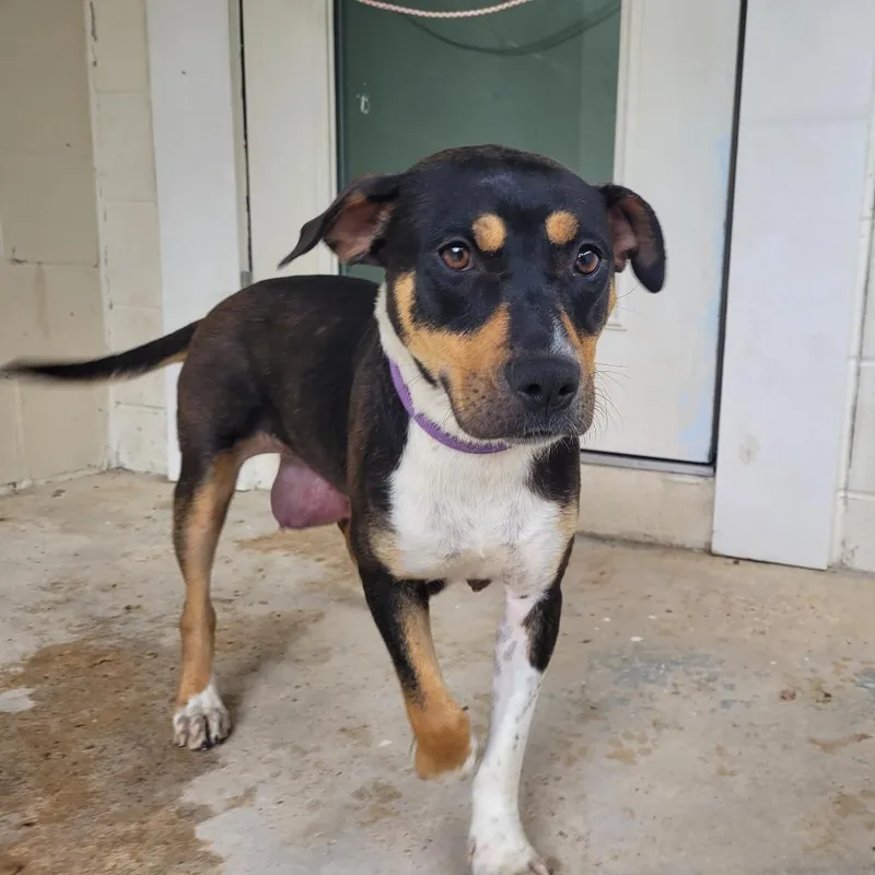 An adult medium-sized female Black Mixed Breed dog named Luthien for adoption in LOXAHATCHEE, FL