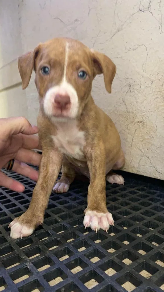 A baby small-sized male Mixed Breed dog named Justin for adoption in Cartersville , GA