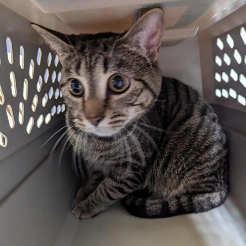 A young large-sized male Brown / Chocolate Domestic Short Hair cat named Bolt for adoption in Charlottesville, VA