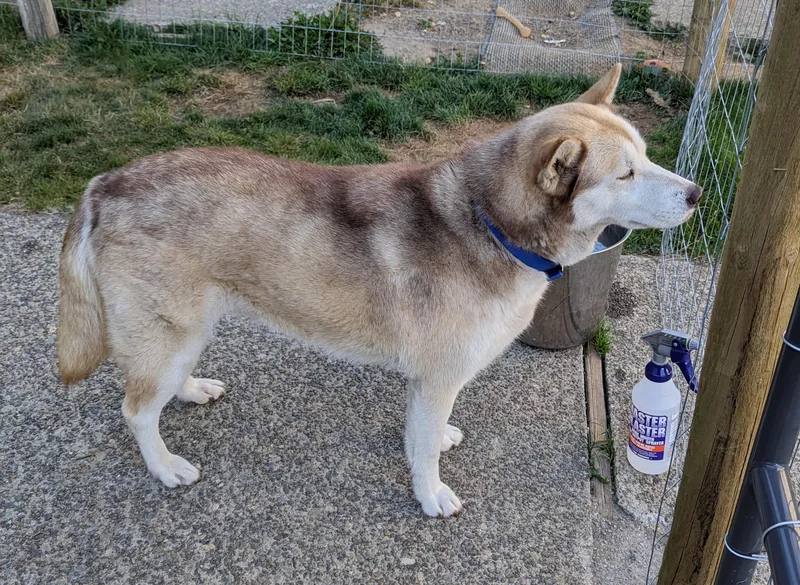 An adult medium-sized female Red / Chestnut / Orange Husky dog named Ivy for adoption in Ventura, CA