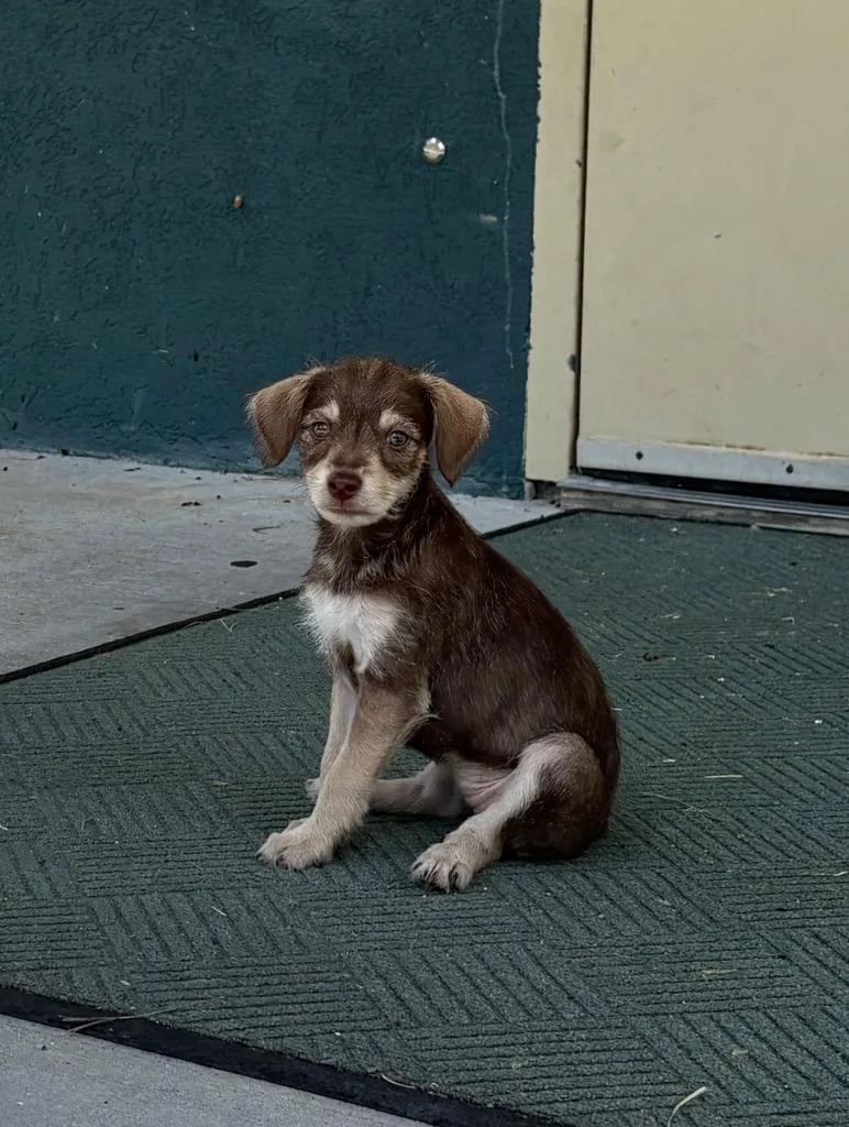 A baby medium-sized female Terrier dog named Luna for adoption in Wauchula, FL