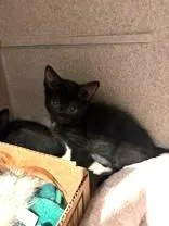 A baby small-sized female Domestic Short Hair cat named Mary for adoption in Washington, DC