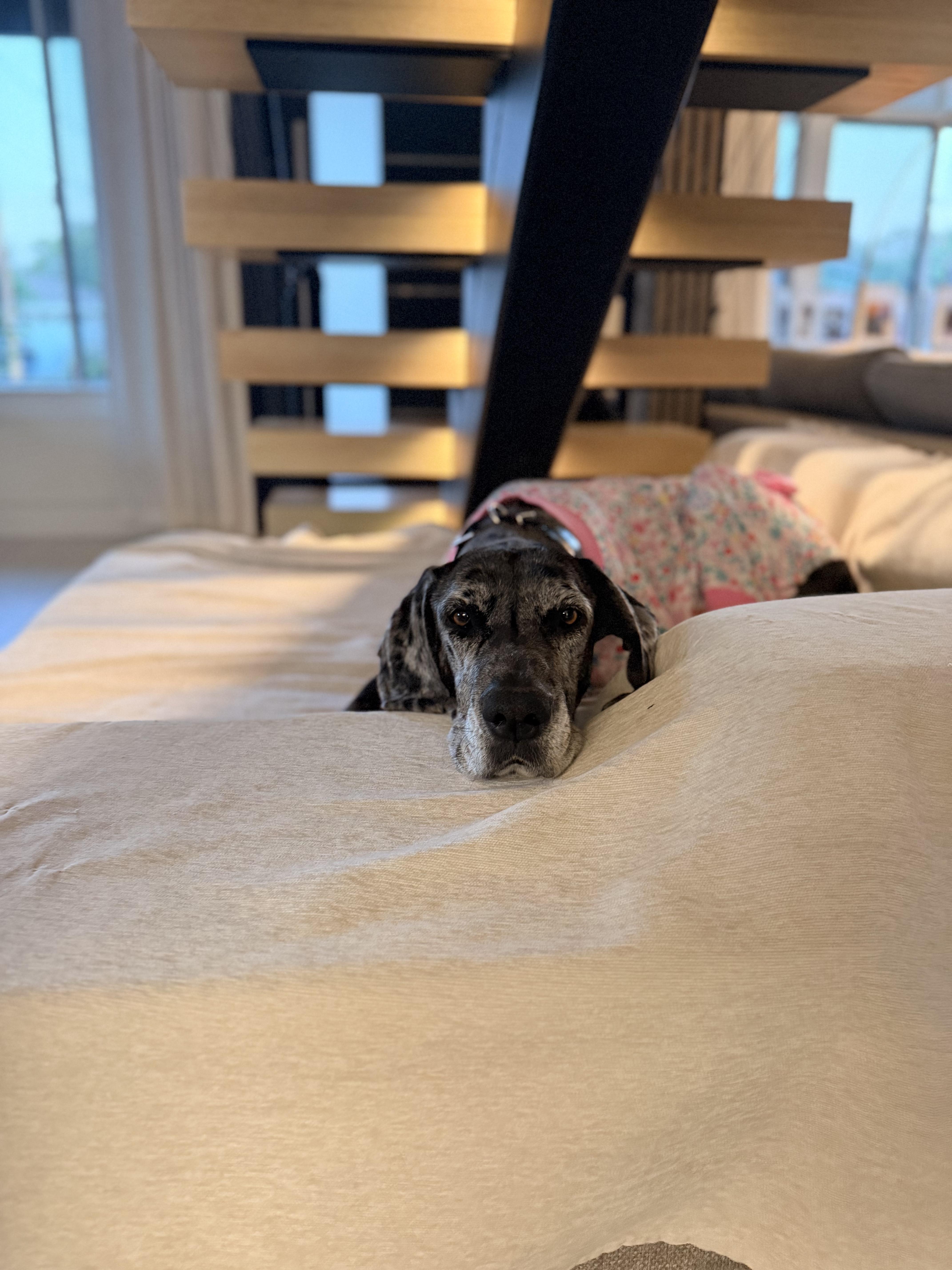 An adult extra large-sized female Merle (Blue) Great Dane dog named Rosie for adoption in Long Beach, CA