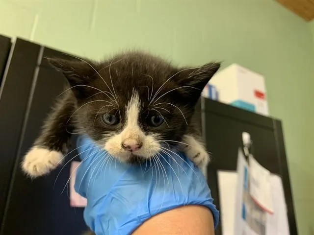 Loki