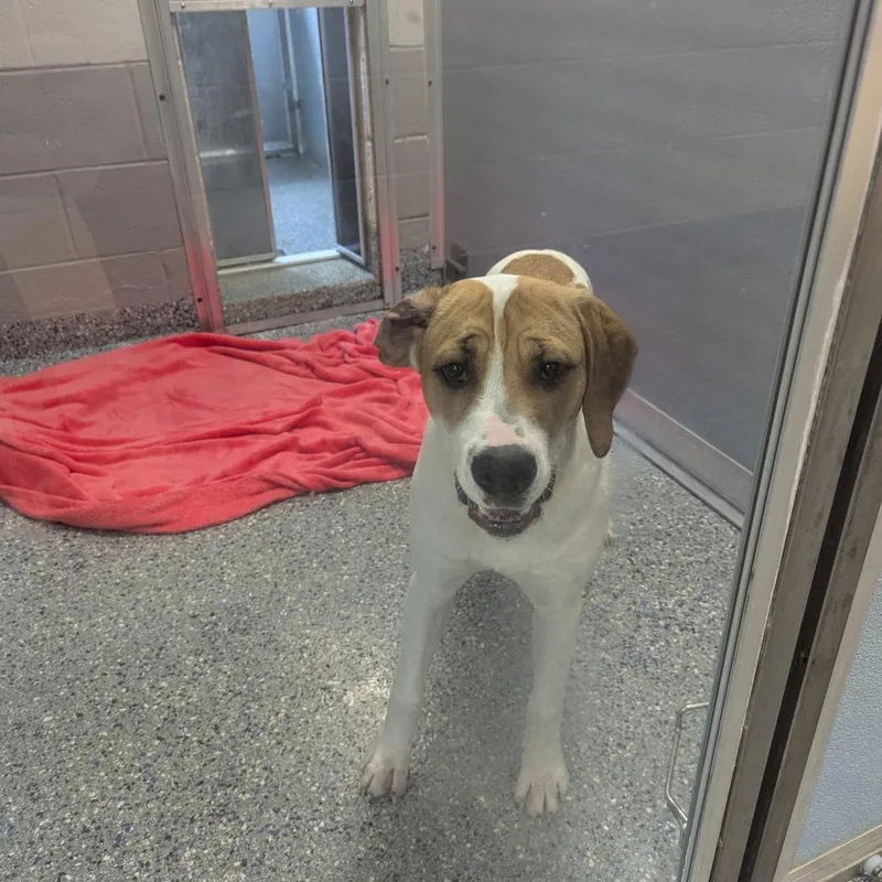 A young medium-sized female White / Cream Hound dog named Sister Margaret for adoption in Charlottesville, VA