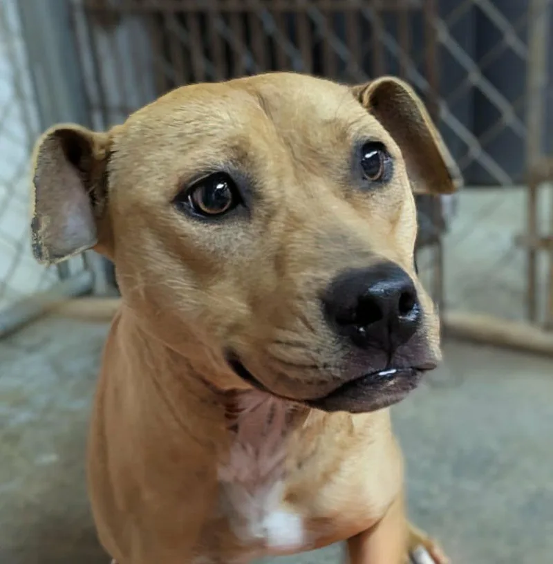 A young medium-sized female Red / Chestnut / Orange Pit Bull Terrier dog named Keeva for adoption in Ozark, AL