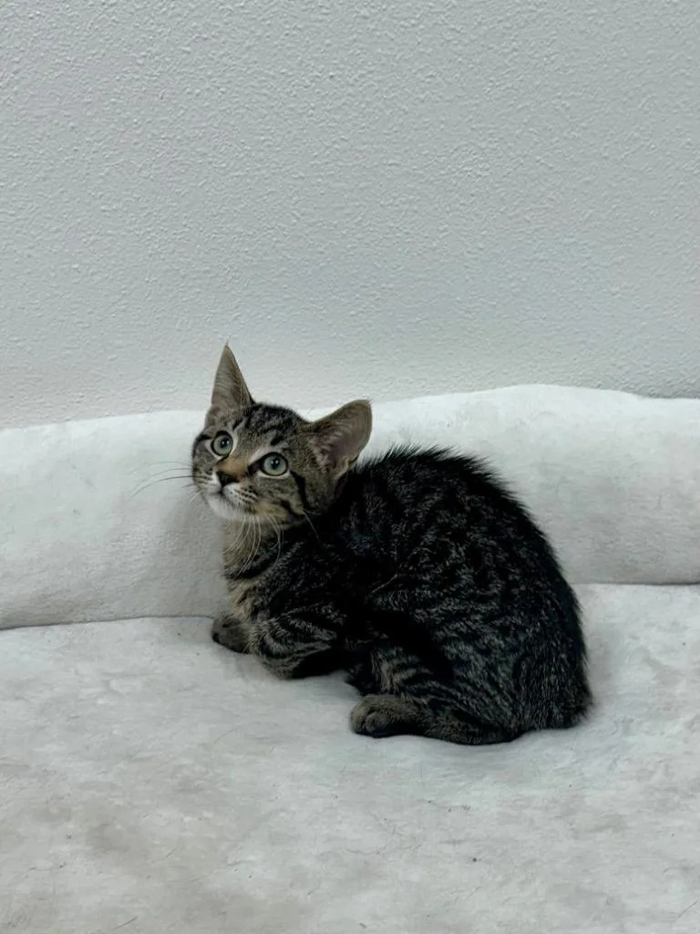 A baby medium-sized female Tabby cat named Missy @Petsmart Walker Rd for adoption in Newberg, OR