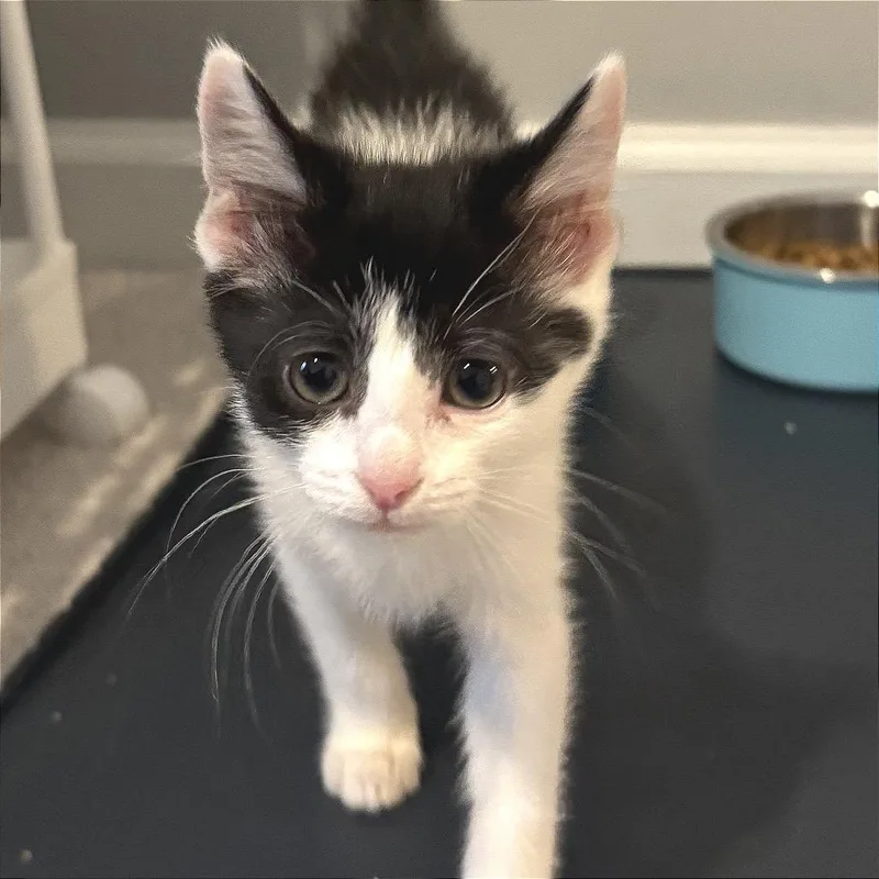 A baby small-sized female Black Domestic Short Hair cat named Ghost Lantern for adoption in Fredericksburg, VA