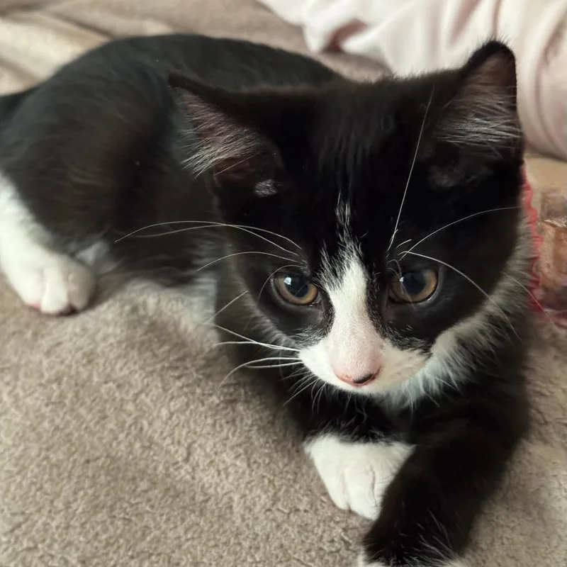 A baby small-sized male Black Domestic Short Hair cat named Jack Sparrow for adoption in Jupiter, FL