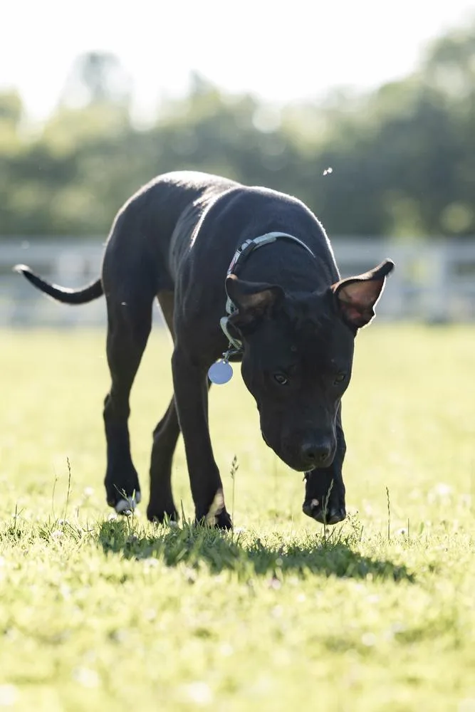 An adult medium-sized male Black Pit Bull Terrier dog named Eddy for adoption in China Township, MI