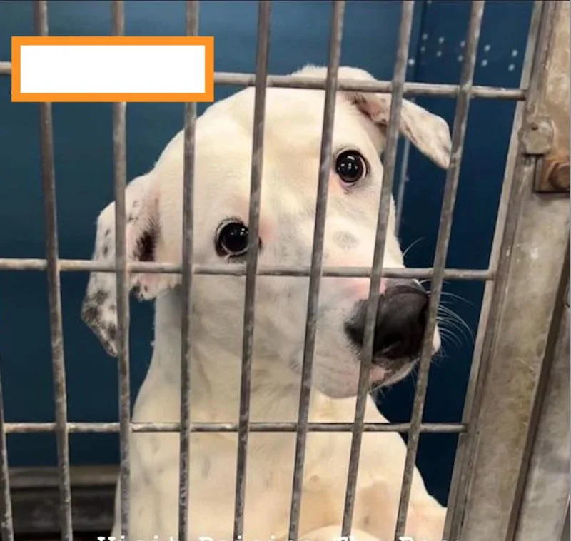 A young medium-sized female Tricolor (Brown, Black, & White) Pit Bull Terrier dog named Dottie PKA Beverly for adoption in Dallas, TX