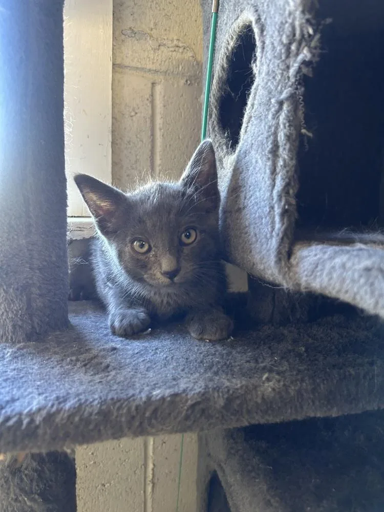 A young small-sized male Gray / Blue / Silver Domestic Short Hair cat named Roberto for adoption in Ontario, CA