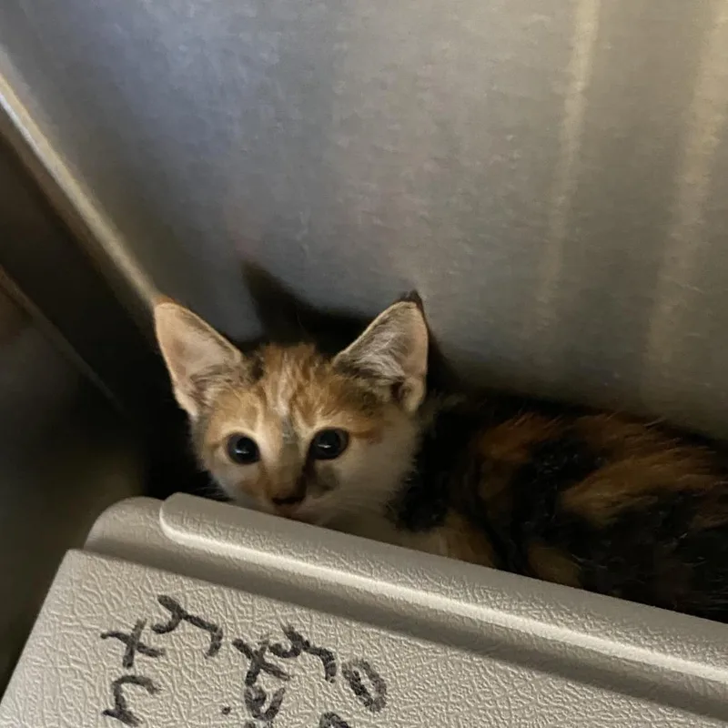 A baby small-sized female Calico Domestic Short Hair cat named Linnea for adoption in Lynchburg, VA
