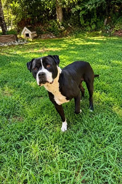 An adult medium-sized male American Staffordshire Terrier dog named Goober for adoption in Dahlonega, GA