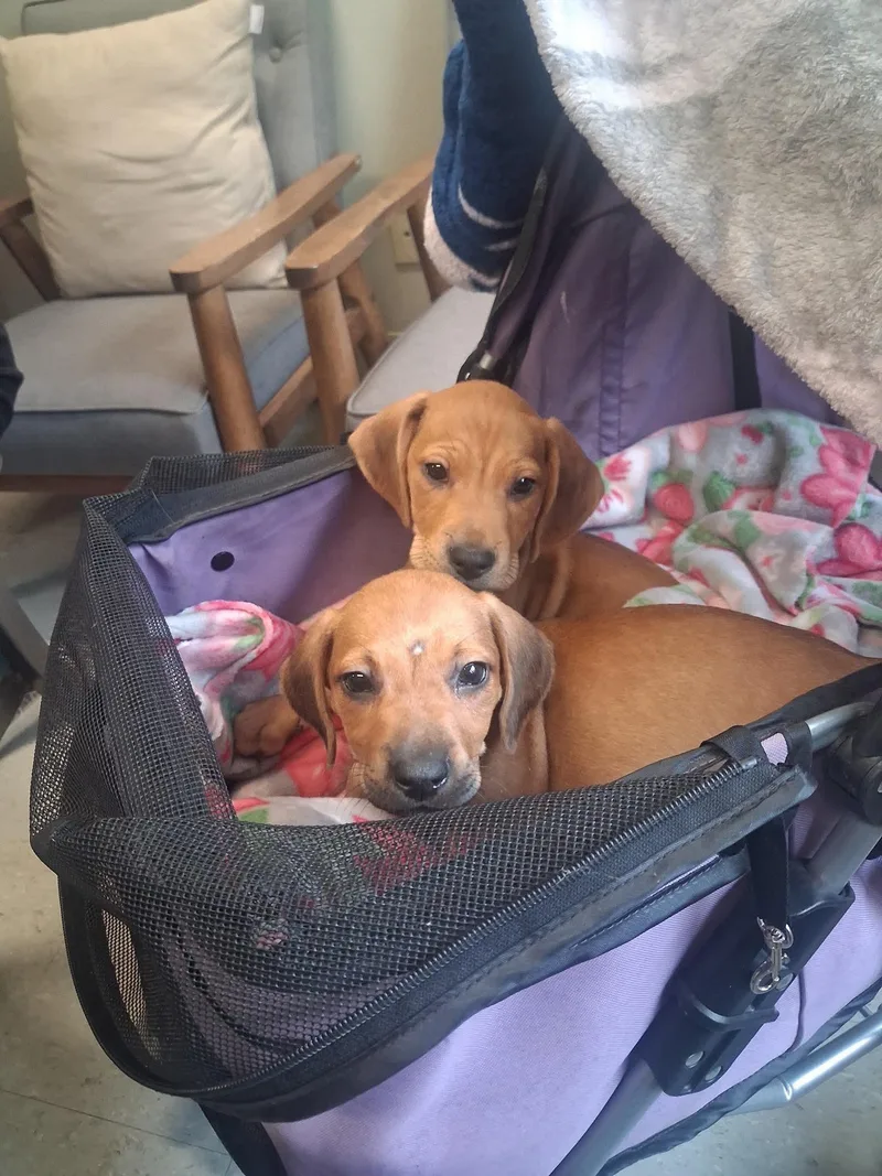 A baby small-sized female Basset Hound dog named Margo for adoption in Byron, IL