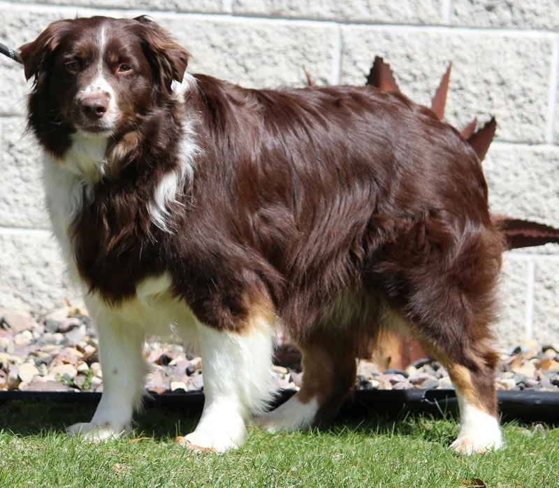 An adult large-sized male Australian Shepherd dog named Baxter for adoption in Portage, WI