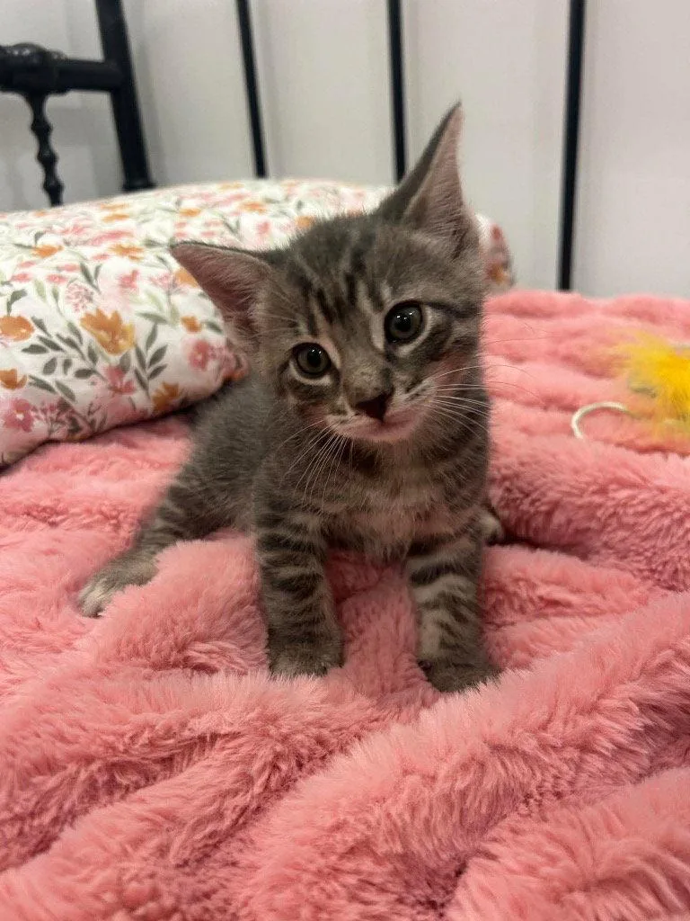 Pip