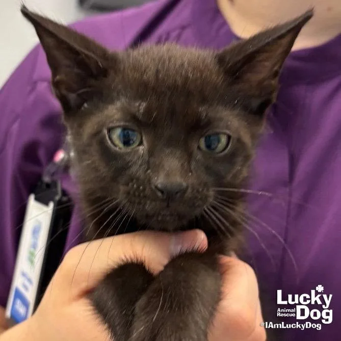 A baby medium-sized male Black Domestic Short Hair cat named Gunter for adoption in Washington, DC
