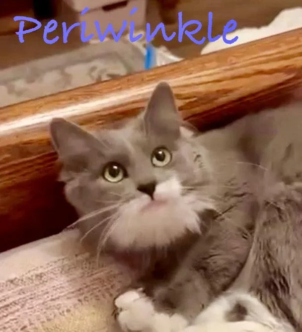 Periwinkle thumbnail 2