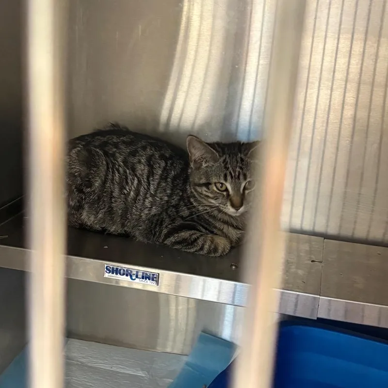 A baby small-sized female Gray / Blue / Silver Domestic Short Hair cat named Jeanne for adoption in Pennsville, NJ